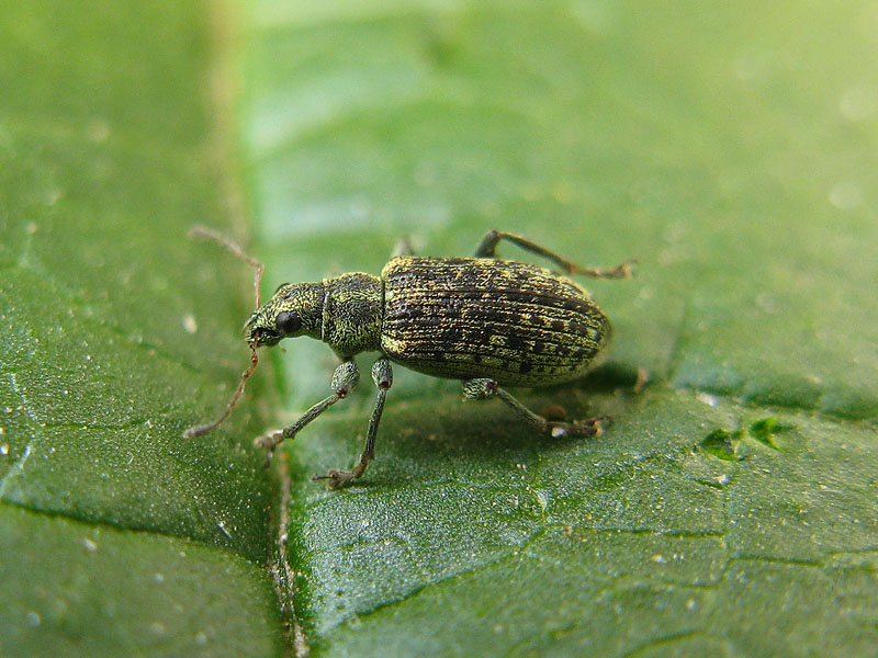 Curculionidae: Polydrusus quale? Polydrusus cervinus